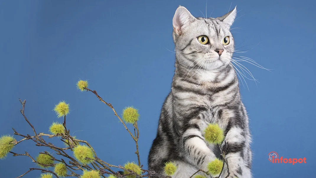 Фотография - советы по выбору котенка Американской короткошёрстной кошки